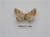 藏品(尺蛾268)的圖片